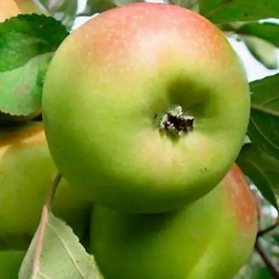 Яблоня БРАТ ЧУДНОГО стелющаяся в Бобруйске