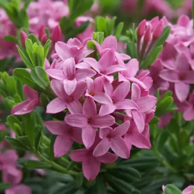 Волчеягодник КОЛЛИНА ГАРАЛЕНС в Бобруйске