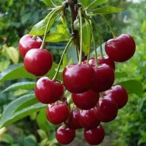 Дюк ФАКЕЛ в Бобруйске