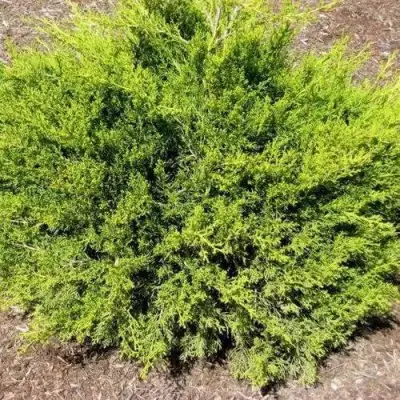Можжевельник ИЗАБЕЛИН китайский в Бобруйске