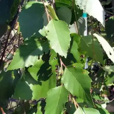 Береза САММЕР КАСКАД черная в Бобруйске