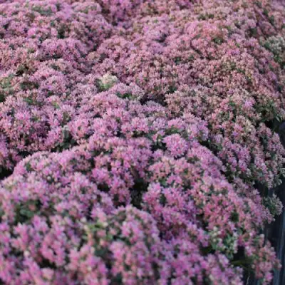 Очиток (седум) САНСПАРКЛЕР ЛАЙМ ЗИНГЕР в Бобруйске