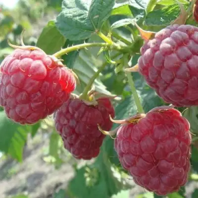 Малина БРУСИЛОВСКАЯ в Бобруйске