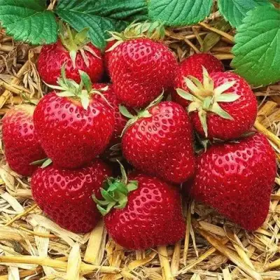 Клубника ХОНЕЙ в Бобруйске