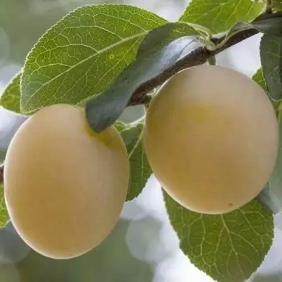 Слива УТРО в Бобруйске