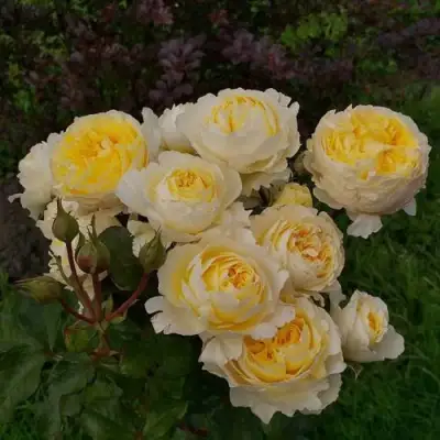 Роза БЕАТРИС английская в Бобруйске