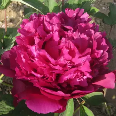 Пион ТАЙНАЯ СТРАСТЬ древовидный в Бобруйске