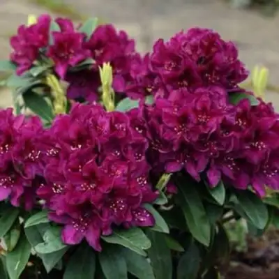 Рододендрон КАЛИ в Бобруйске