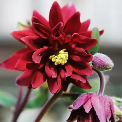 Аквилегия РУБИ ПОРТ обыкновенная в Бобруйске