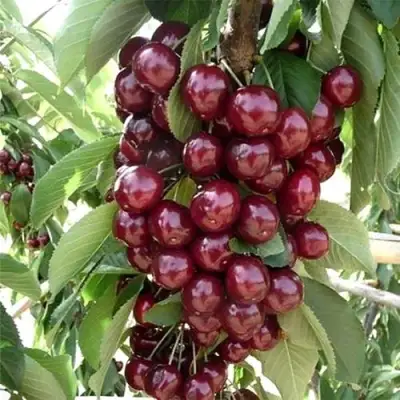 Черешня СИЛЬВИЯ колоновидная в Бобруйске