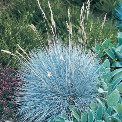 Овсяница АЙСФОГЕЛЬ сизая в Бобруйске