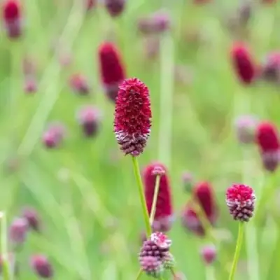 Кровохлебка БИТЛВИНГЗ в Бобруйске