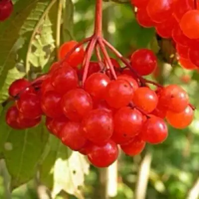 Калина ПАМЯТИ ВАЛЕНТИНЫ в Бобруйске