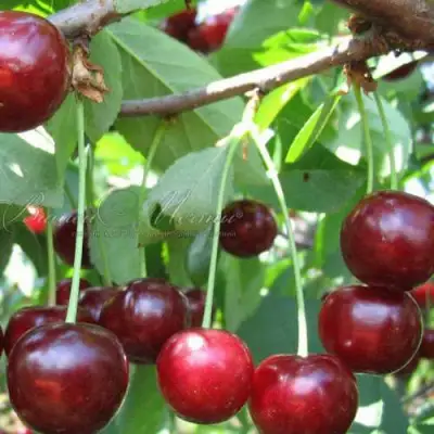 Дюк ИВАНОВНА в Бобруйске