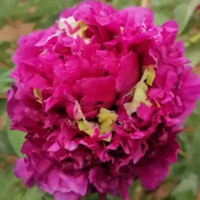 Пион ПОЛЕТ ЛАСТОЧКИ древовидный в Бобруйске