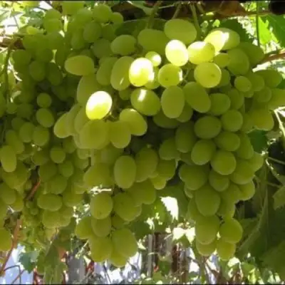 Виноград ИЛЬЯ  в Бобруйске