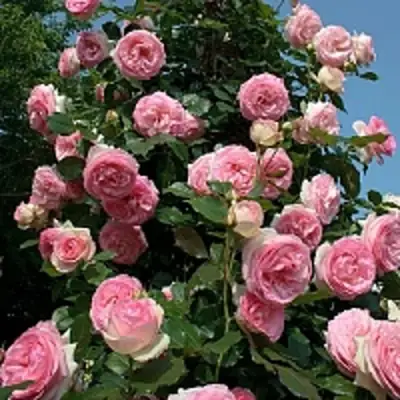 Роза ПЬЕР ДЕ РОНСАР плетистая в Бобруйске