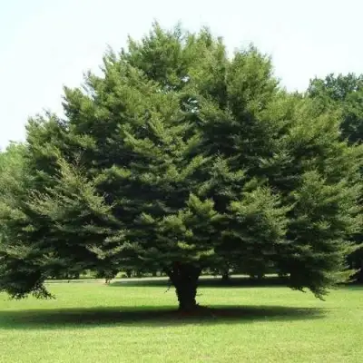 Бук обыкновенный в Бобруйске