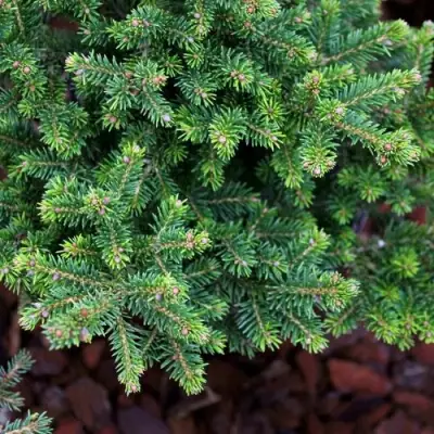 Ель ВИЛС ЦВЕРГ обыкновенная в Бобруйске