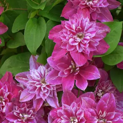 Клематис МАЙ ДАРЛИНГ  в Бобруйске