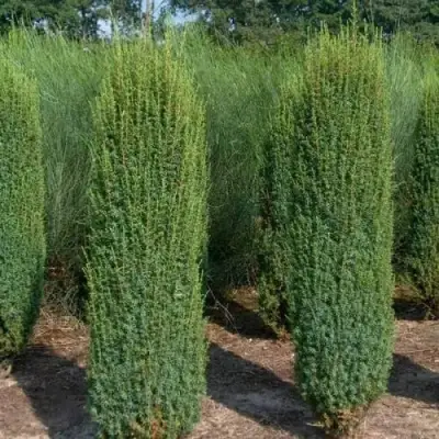 Можжевельник ХИБЕРНИКА обыкновенный  в Бобруйске