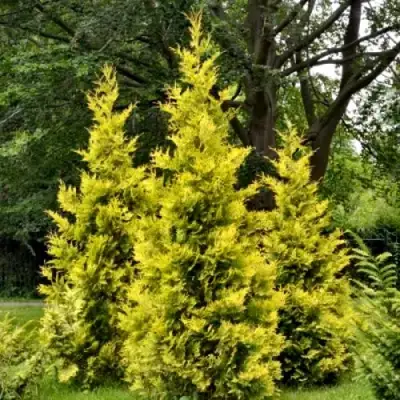 Туя ГОЛДЕН БРАБАНТ западная в Бобруйске
