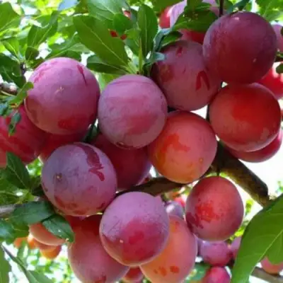 Слива НЕКТАРИННАЯ АРОМАТНАЯ в Бобруйске