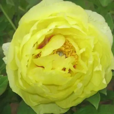 Пион ЗОЛОТО ПОДНЕБЕСНОЙ древовидный в Бобруйске