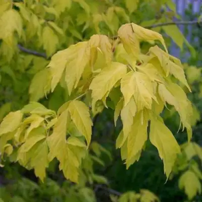 Клен ясенелистный в Бобруйске