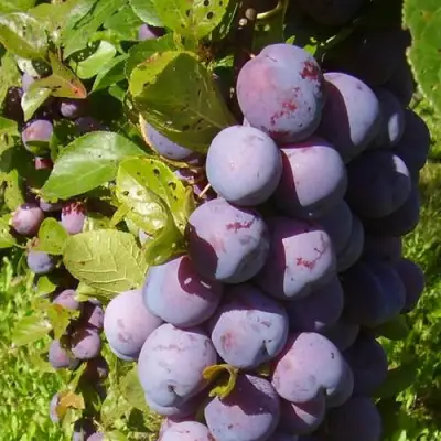 Слива НАГРАДА НЕМАНСКАЯ в Бобруйске