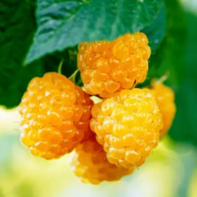 Малина МЕДОВАЯ в Бобруйске