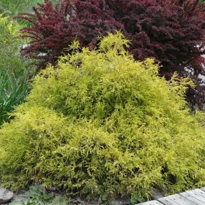 Кипарисовик ГОЛДЕН МОП горохоплодный в Бобруйске