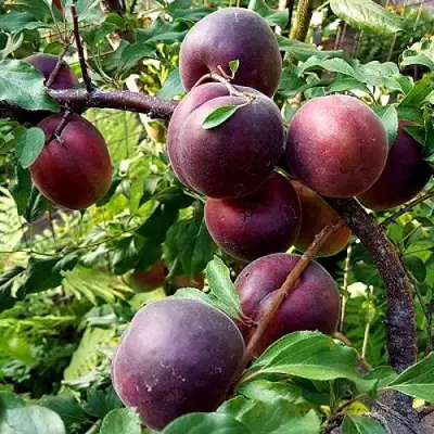 Шарафуга БЕЛЛА РОЯЛЬ в Бобруйске