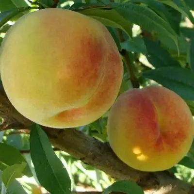 Персик ДОНЕЦКИЙ ЖЕЛТЫЙ в Бобруйске