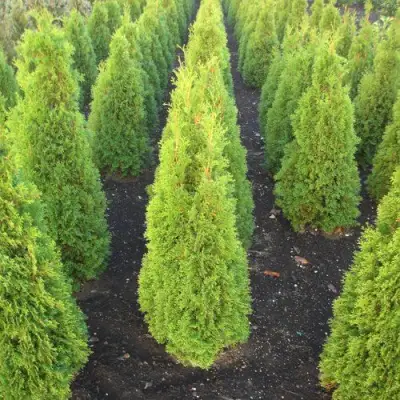 Туя САННИ СМАРАГД западная  в Бобруйске