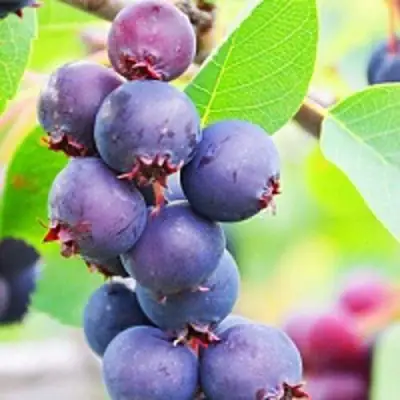 Ирга СМОУКИ в Бобруйске