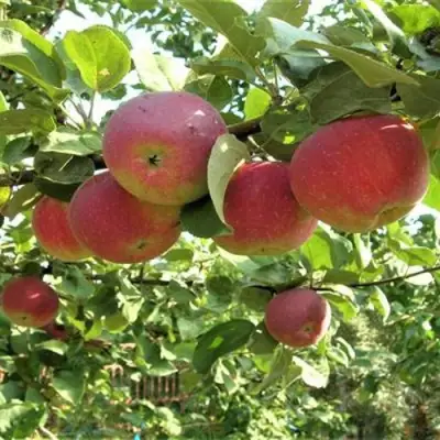 Яблоня ОРЛИК в Бобруйске