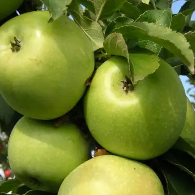 Яблоня КАЛУЖАНКА в Бобруйске