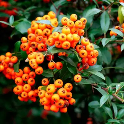 Пираканта ОРАНЖ ГЛОУ в Бобруйске