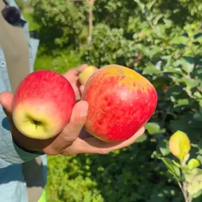 Яблоня БЛАГАЯ ВЕСТЬ в Бобруйске