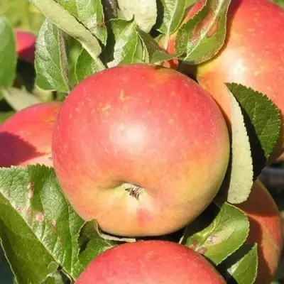 Яблоня РЕДКРАФТ в Бобруйске