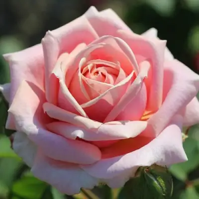 Роза ФРЕДЕРИК МИСТРАЛЬ чайно-гибридная в Бобруйске