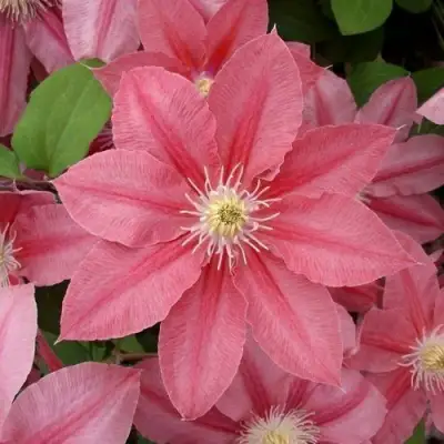 Клематис ЛИТЛ МЕРМЕЙД в Бобруйске