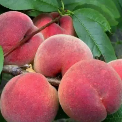 Персик ЮБИЛЕЙ СТОЛИЦЫ колонновидный в Бобруйске