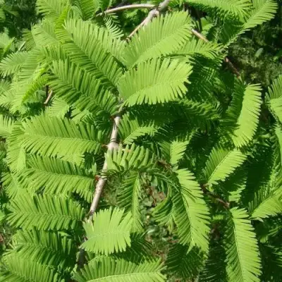 Метасеквойя  ГЛИПТОСТРОБОИДНАЯ  в Бобруйске