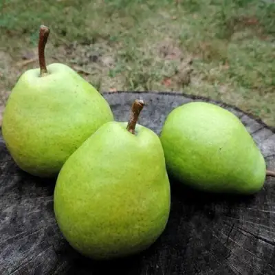 Груша БЕРЕ ЛЮКА в Бобруйске