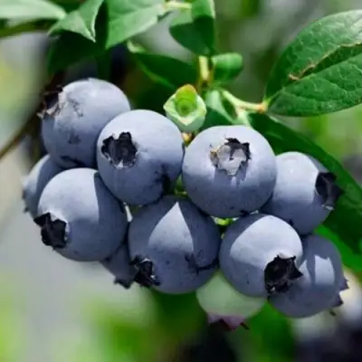 Голубика СИЕРРА в Бобруйске