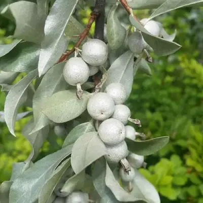 ЛОХ СЕРЕБРИСТЫЙ в Бобруйске