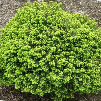 Ель ЛИТЛ ДЖЕМ обыкновенная в Бобруйске