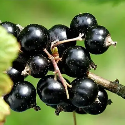 Смородина чёрная ЦЕРЕРА в Бобруйске